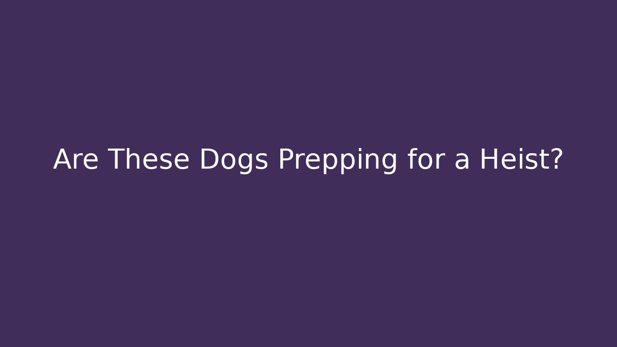 Are These Dogs Prepping for a Heist?