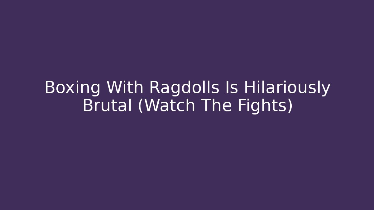 Boxing With Ragdolls Is Hilariously Brutal (Watch The Fights)