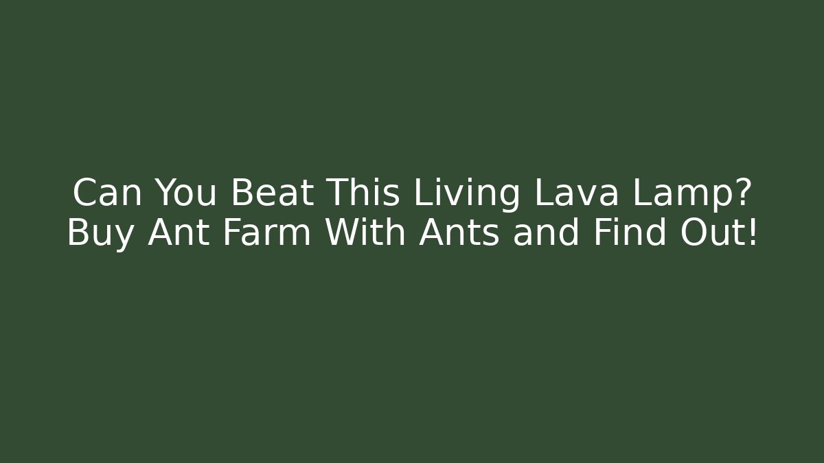 Can You Beat This Living Lava Lamp? Buy Ant Farm With Ants and Find Out!