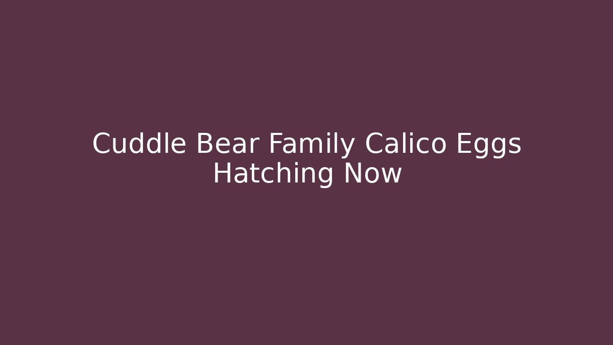 Cuddle Bear Family Calico Eggs Hatching Now