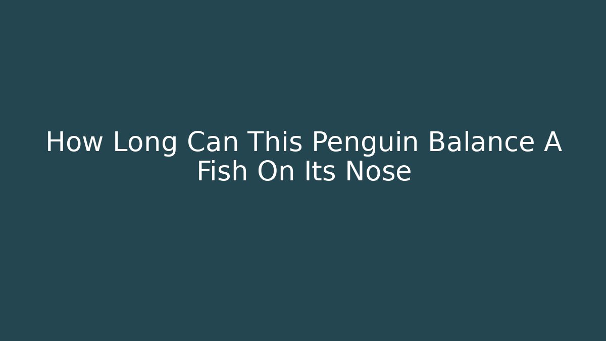 How Long Can This Penguin Balance A Fish On Its Nose