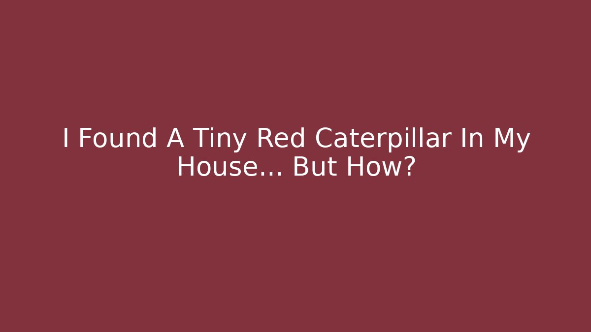 I Found A Tiny Red Caterpillar In My House… But How?