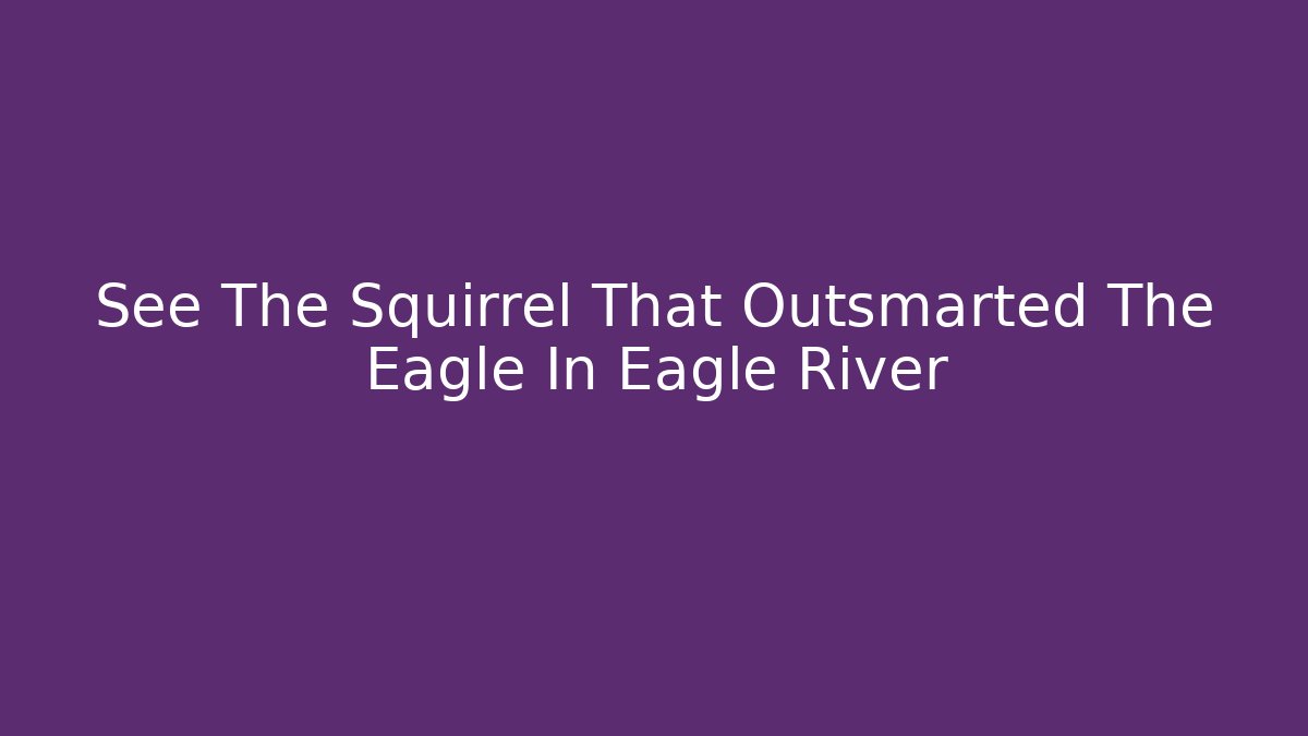 See The Squirrel That Outsmarted The Eagle In Eagle River