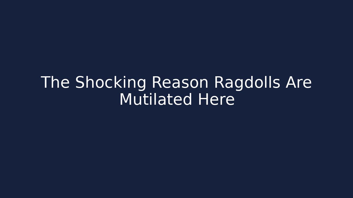 The Shocking Reason Ragdolls Are Mutilated Here