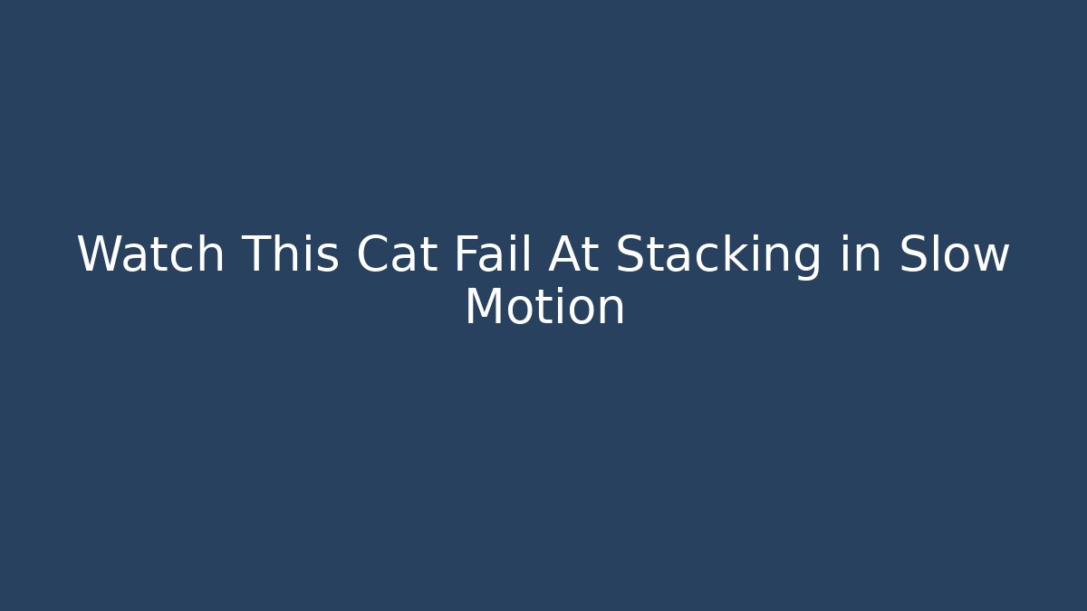 Watch This Cat Fail At Stacking in Slow Motion