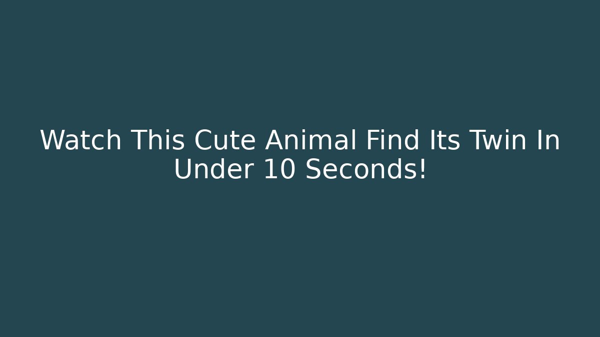 Watch This Cute Animal Find Its Twin In Under 10 Seconds!