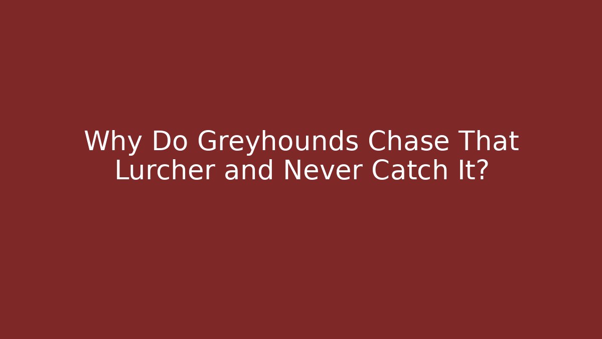Why Do Greyhounds Chase That Lurcher and Never Catch It?