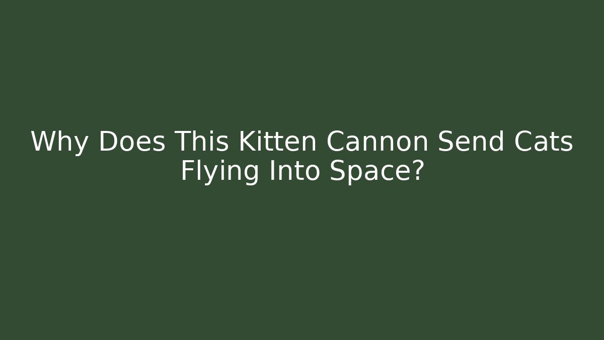 Why Does This Kitten Cannon Send Cats Flying Into Space?