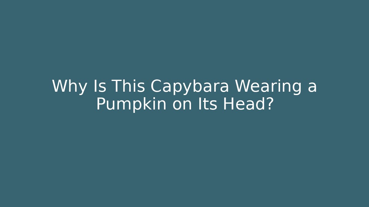Why Is This Capybara Wearing a Pumpkin on Its Head?