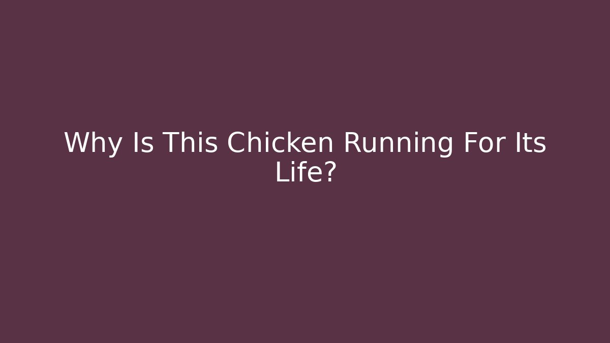 Why Is This Chicken Running For Its Life?