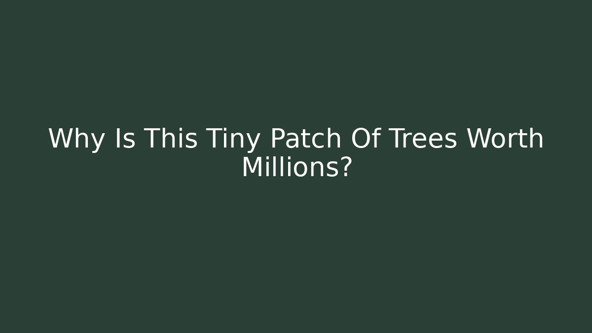 Why Is This Tiny Patch Of Trees Worth Millions?