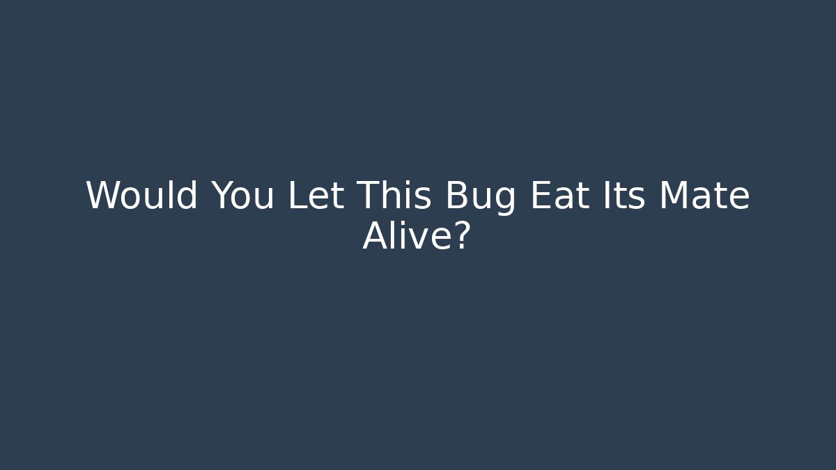 Would You Let This Bug Eat Its Mate Alive? - Vintage E-Juice